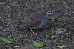 Zentrygon costaricensis