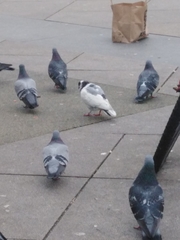 Columba livia domestica