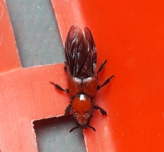 Haematodes bicolor