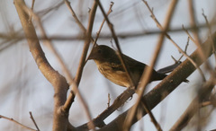 Coryphospingus pileatus