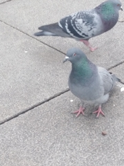 Columba livia domestica