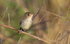 Euscarthmus meloryphus