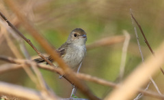 Euscarthmus meloryphus