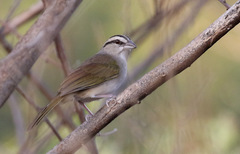 Arremonops tocuyensis