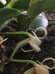 Cyrtorchis