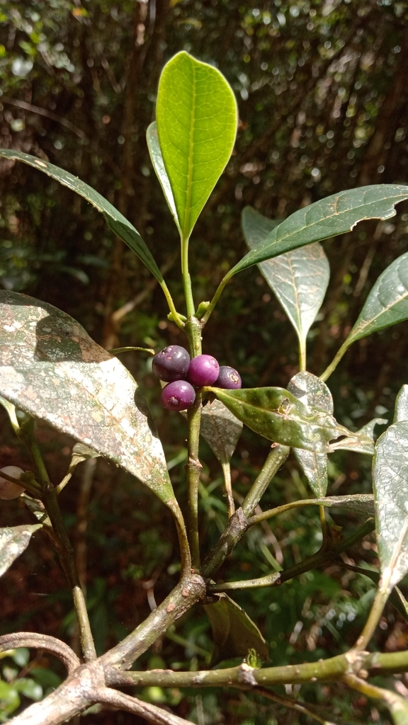 Craterispermum motleyanum