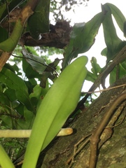 Cyrtorchis