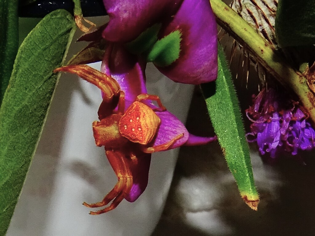 Thomisus albertianus