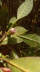 Craterispermum motleyanum image