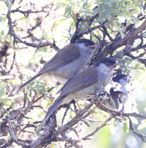 iNaturalist image