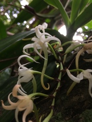Cyrtorchis