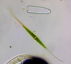 Closterium kuetzingii