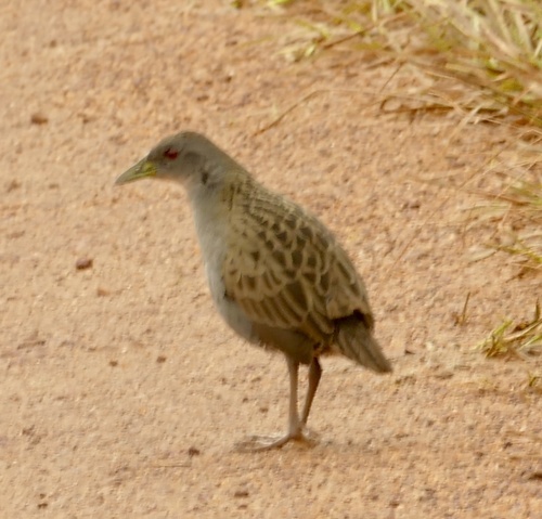 Ash-throated Crake (Mustelirallus albicollis), photo 10