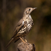 Mistle Thrush - Photo (c) Ximo Galarza, some rights reserved (CC BY-NC-SA)