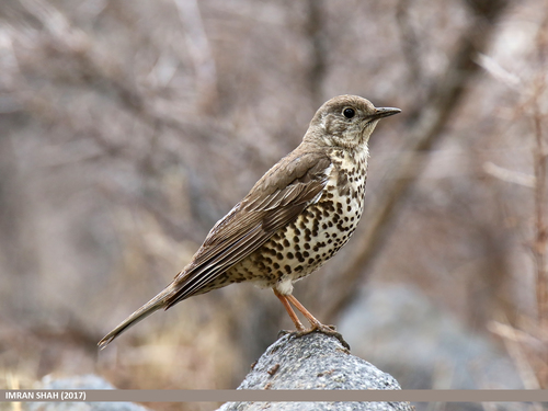 Foto de Mistle Thrush