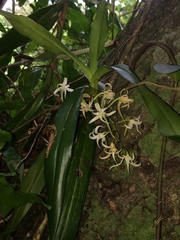 Cyrtorchis