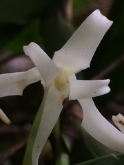 Cyrtorchis