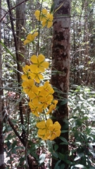 Campylospermum anceps