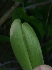 Cyrtorchis