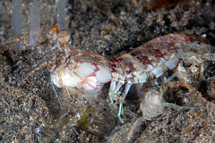 Odontodactylus brevirostris
