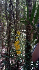 Campylospermum anceps