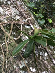 Cyrtorchis