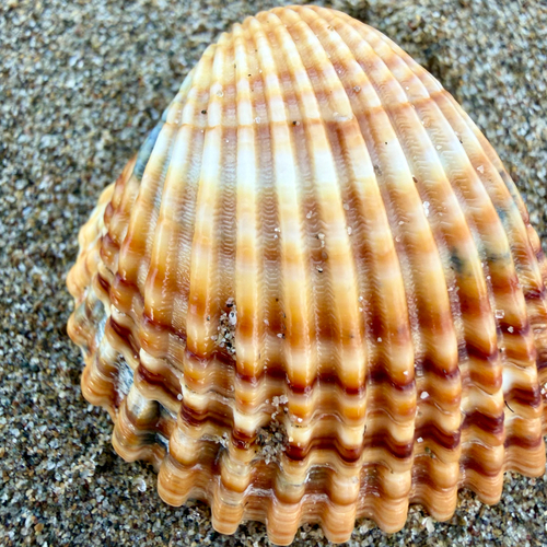 Acanthocardia tuberculata