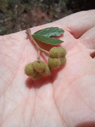 Waterberg Raisin (Grewia rogersii)