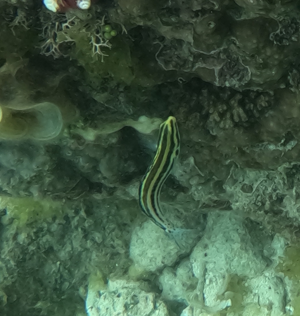 Black-banded Blenny