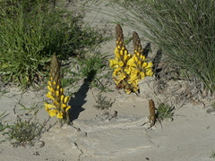Cistanche phelypaea