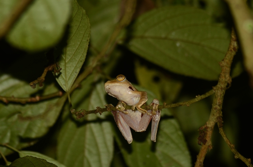 Katak-parasut jawa (Rhacophorus margaritifer)