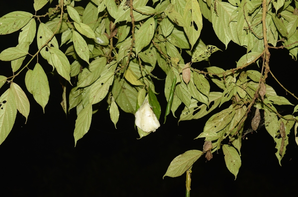 Katak-parasut jawa (Rhacophorus margaritifer)