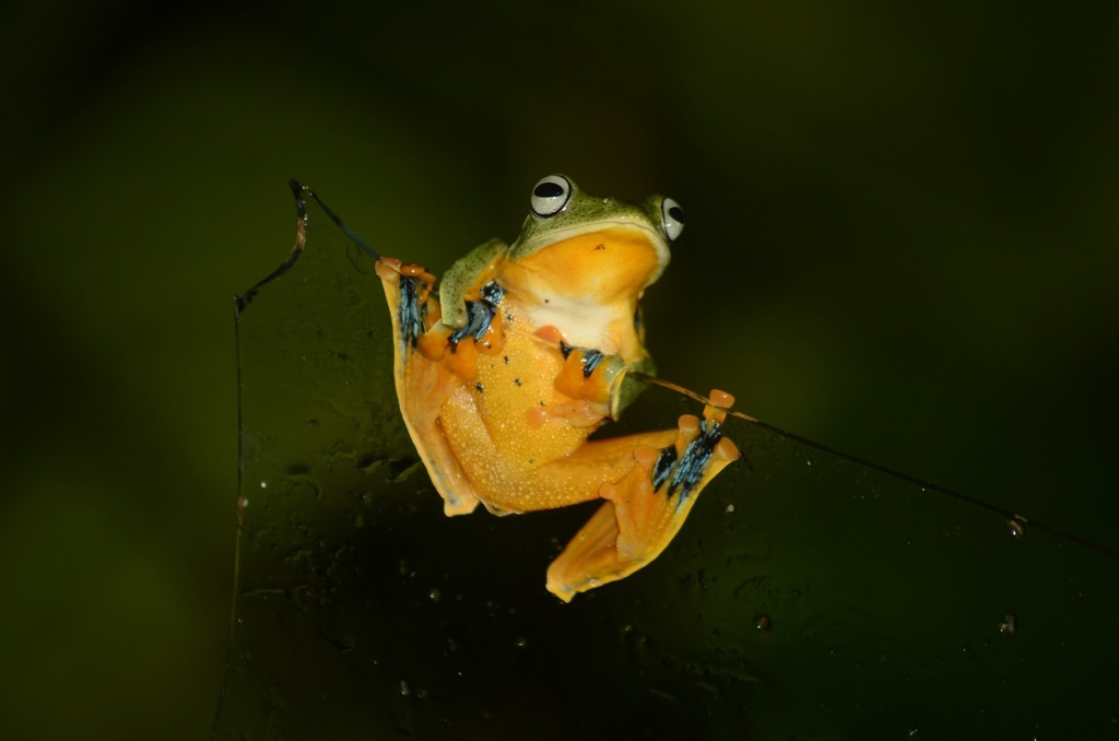 Katak-parasut hijau (Rhacophorus reinwardtii)