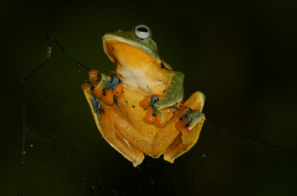 Katak-parasut hijau (Rhacophorus reinwardtii)