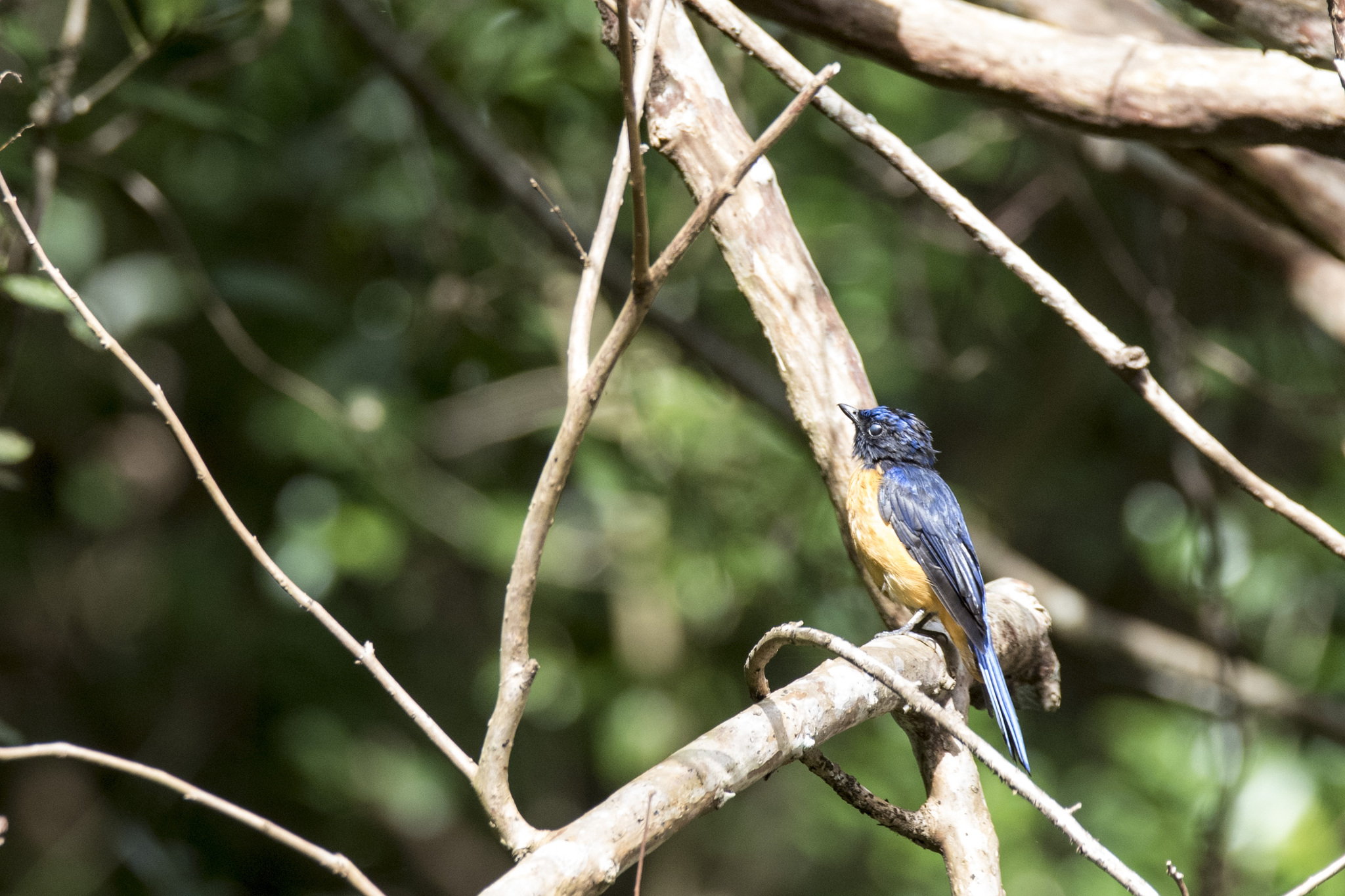 Taiwan Vivid Niltava (Niltava vivida), photo 2