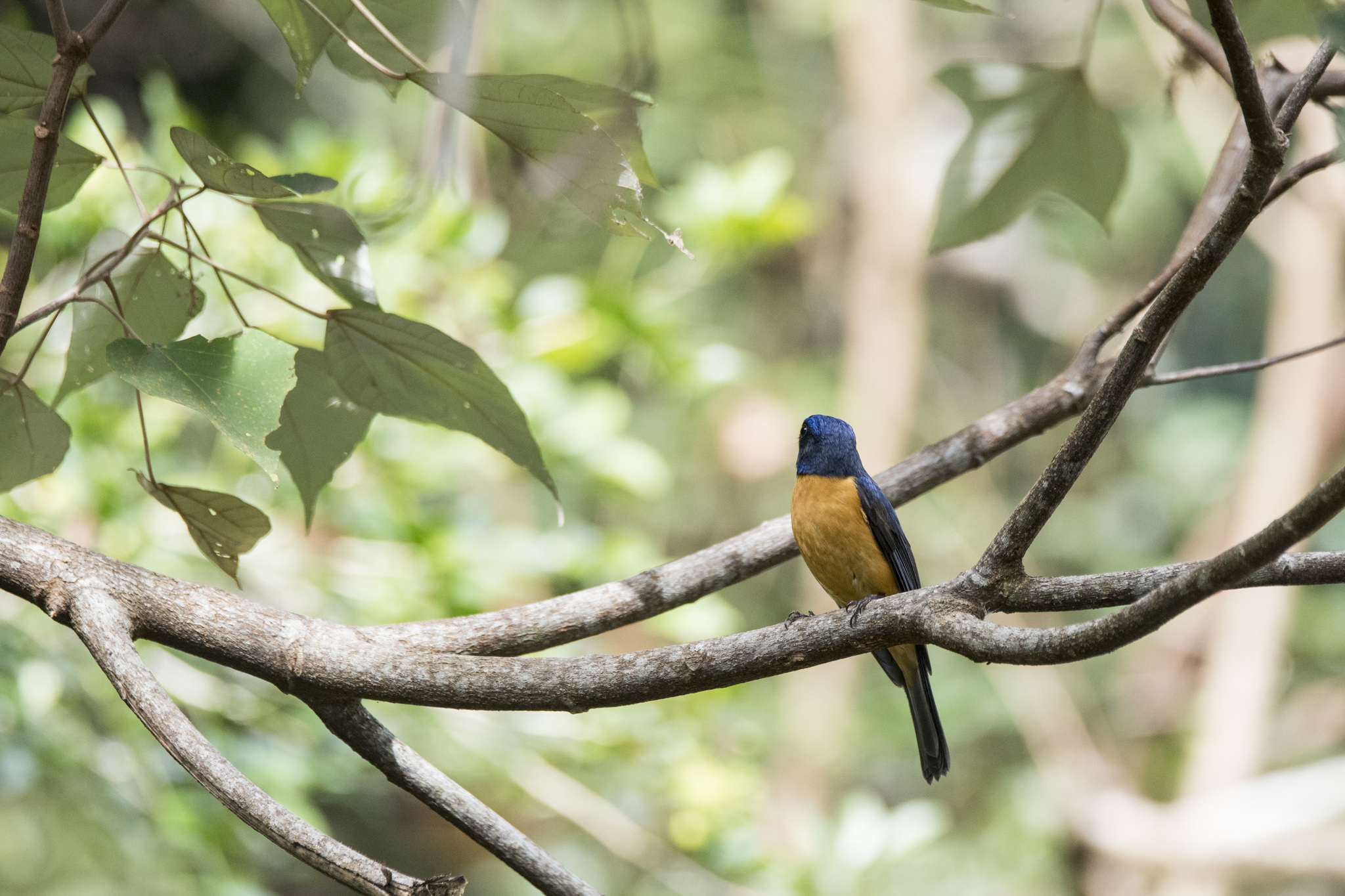Taiwan Vivid Niltava (Niltava vivida), photo 1