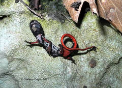 Salamandrina perspicillata