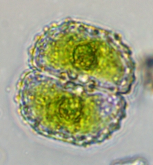 Cosmarium punctulatum