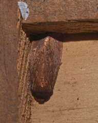 Bityla defigurata