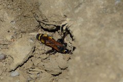 Scolia fuciformis