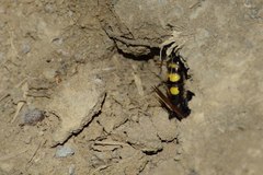 Scolia fuciformis