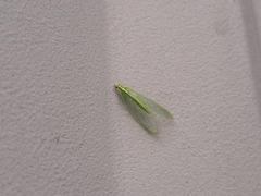 Chrysoperla pudica-group