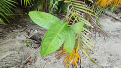 Syzygium grande