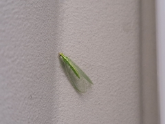 Chrysoperla pudica-group