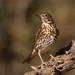 Song Thrush - Photo (c) Ximo Galarza, some rights reserved (CC BY-NC-SA)