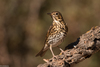 Song Thrush - Photo (c) Ximo Galarza, some rights reserved (CC BY-NC-SA)