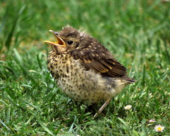 Song Thrush photo 4