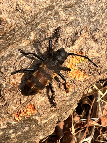 Diastocera trifasciata