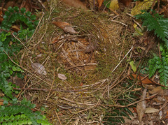Prosthemadera novaeseelandiae