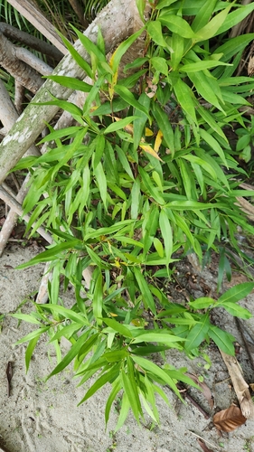 Red-lip (Syzygium myrtifolium)